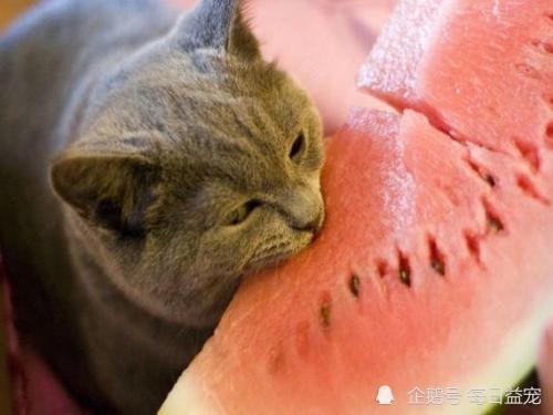 娱乐吃瓜酱小动物视频,小动物娱乐视频大盘点  第3张